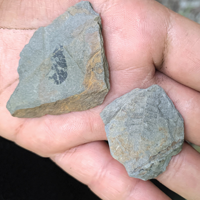 Day trip idea - Fossil hunting in Collier 